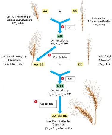 Sự hình thành lúa mì hiện đại nhờ quá trình lai xa và đa bội hoá